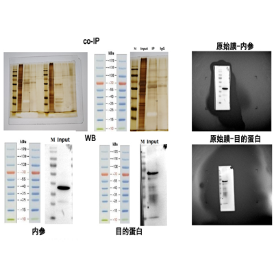 CO-IP實(shí)驗(yàn)